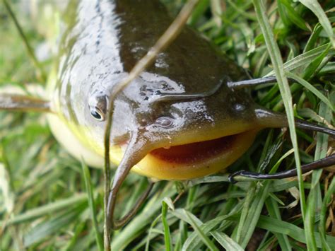 II. Matyó Törpeharcsafogó Horgászverseny – eredmények